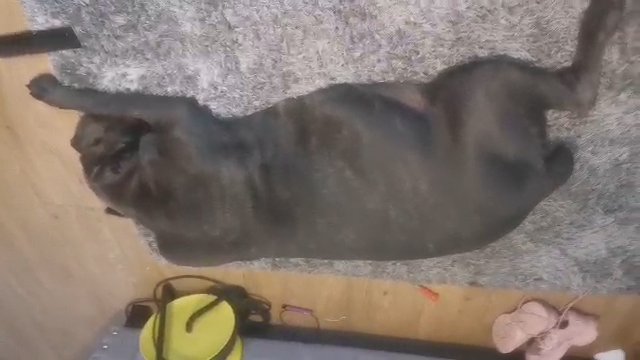 Cane corso puppies