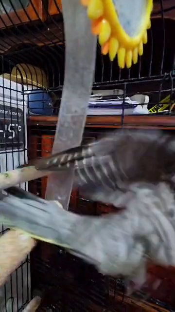 Cockatiel for sale