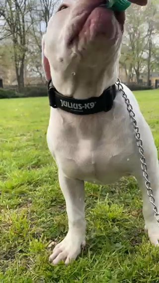 Casper The American Bully