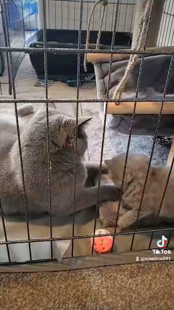 BSH male