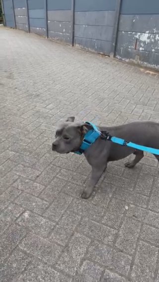 Pocket Bully