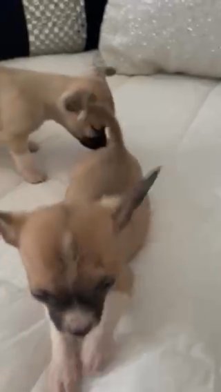 tiny chihuahua puppies