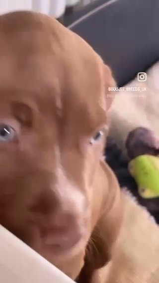 American Bully Prestige Pups