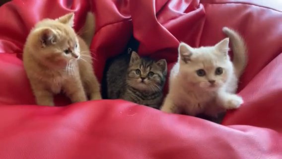 British Shorthair Kittens
