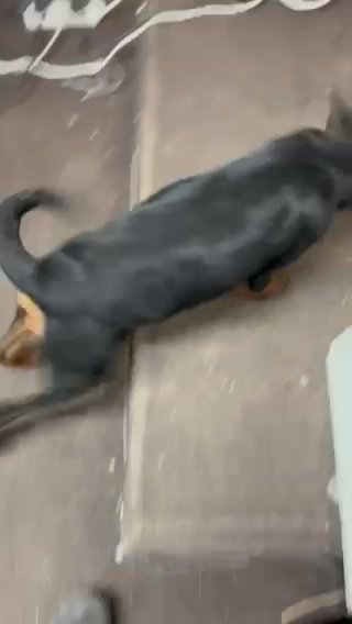 Rottweiler Puppy