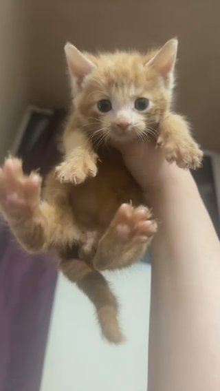 Kittens For Sale