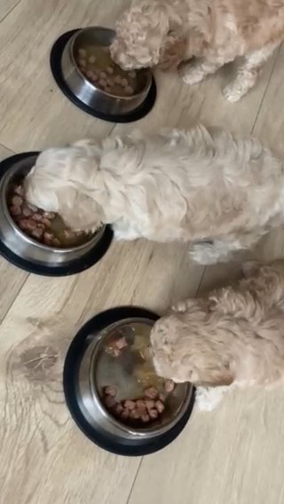 Dinner Time