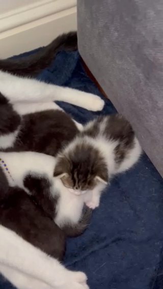 Tabby Kitten