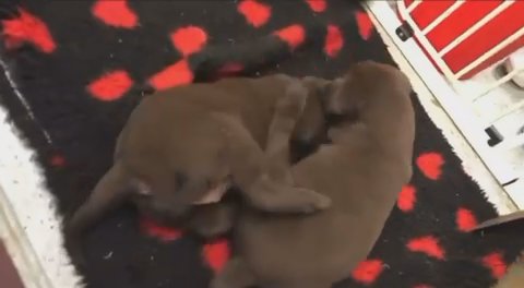 Chocolate Lab Puppies Ready In March £925 Each