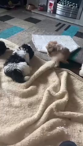 Full Kc Registered Shih Tzu Puppies