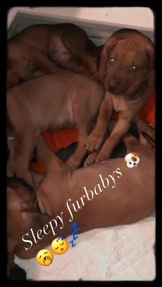 Beautiful Rhodesian Ridgebacks