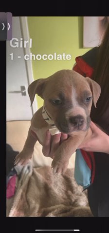 American Bully Puppies READY TO LEAVE NOW