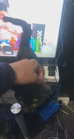 tiger kitten for sale