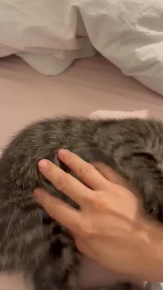 Mixed Bengal Kitten Looking For A New Home