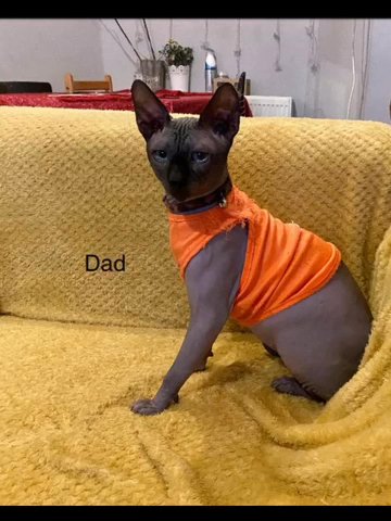 Beautiful Canadian Sphynx Boy For Stud ?