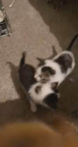 BSH cross kittens