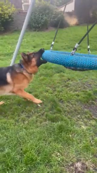 Fci Registered German Shepherd