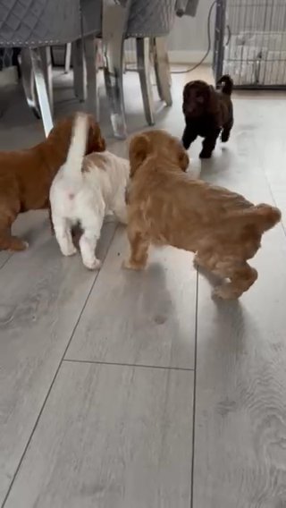 F2 Cockapoo Puppies