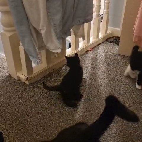 Kittens looking for a new home