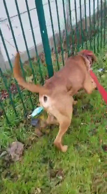 Red Merle Bandog available for studing