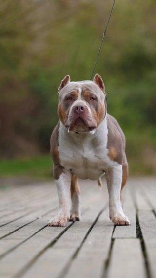 Bossy D’Artagnan Open For Stud