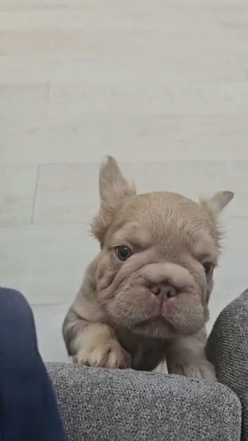 French bulldog puppy's 1 boy available