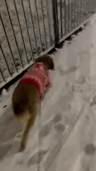Suki Needs A Home