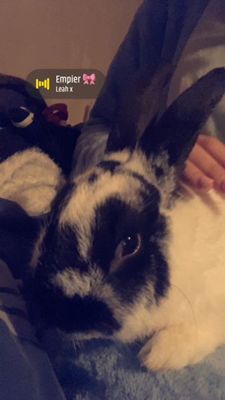 Oreo For Sale