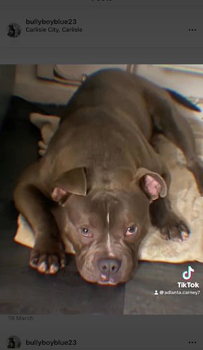 STUD Standerd American Bully