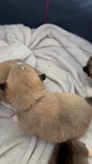 KC, Family-Raised, Healthy Pembroke Corgi Puppies