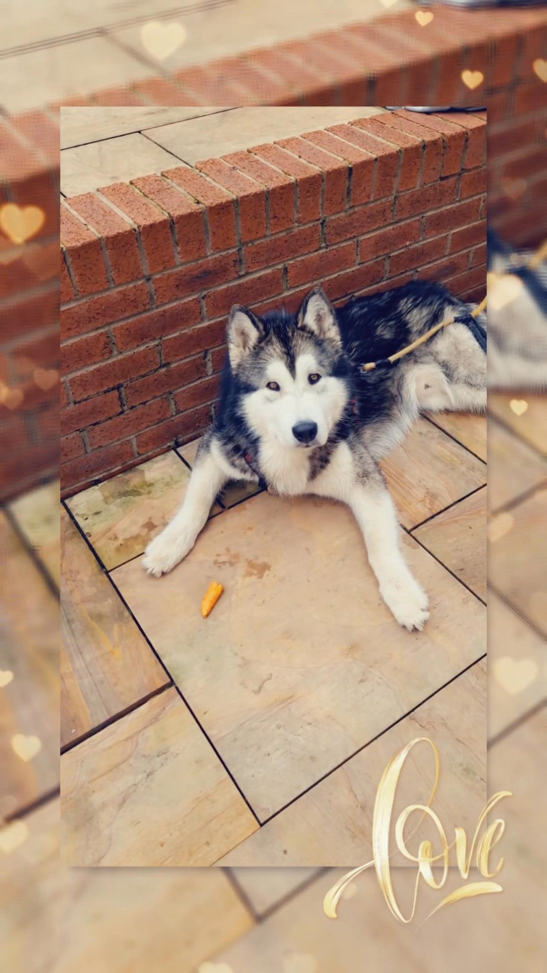Alaskan Malamute stud