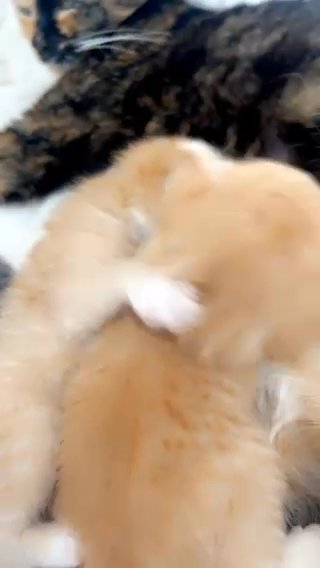 Beautiful kittens