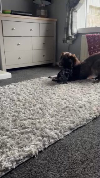 Cockapoo Puppies