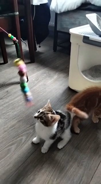 kittens