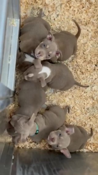 Micro Puppies Available