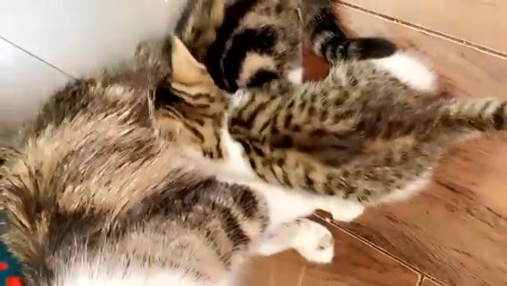 4Kitten For Sell