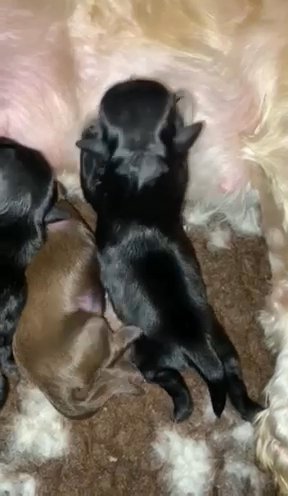 4 Beautiful Shihtzu Puppies