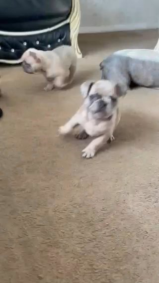 Beautiful Merle girl French bulldog
