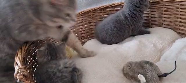 British shorthair kittens