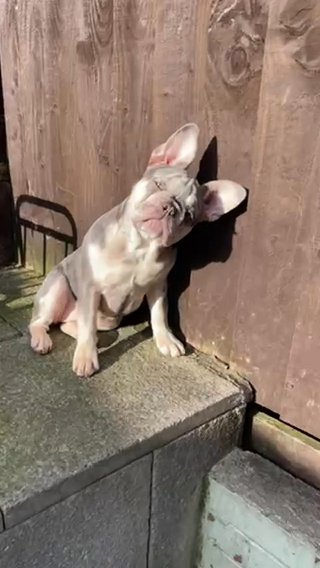 Merle Fluffy Carrying French Bulldog - LOOKING FOR A LOVING HOME ❤️