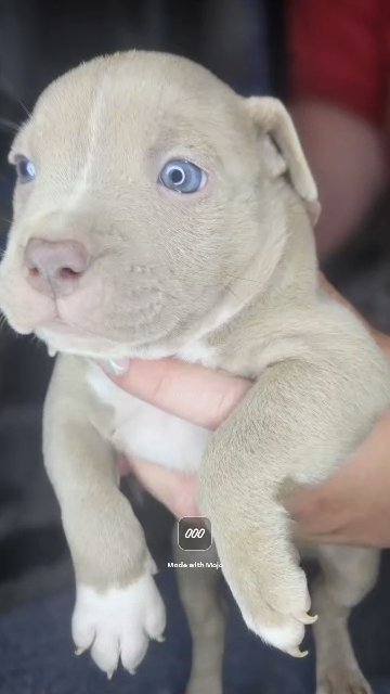 American Bully x Amstaff Puppies