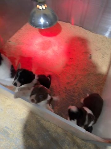 Border Collie Pups For Sale