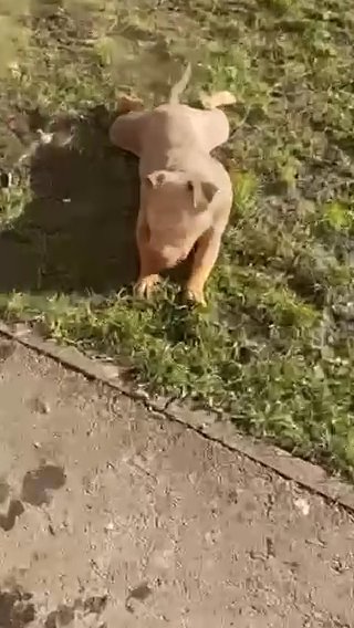 Lilac Tri Female Pup