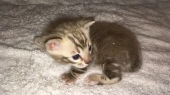 Quality TICA Registered Sepia Marble Bengal Kitten