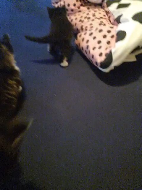 adorable and fluffy kittens