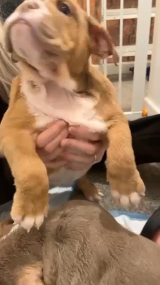 KC NEW AGE ENGLISH BULLDOG