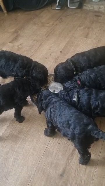 F1 Cockapoo puppies FN and PRA clear