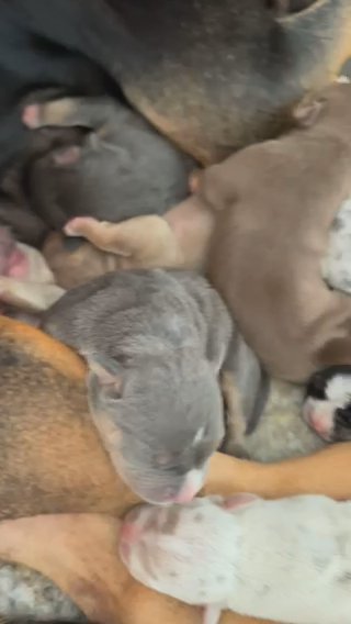 Pocket Bullies