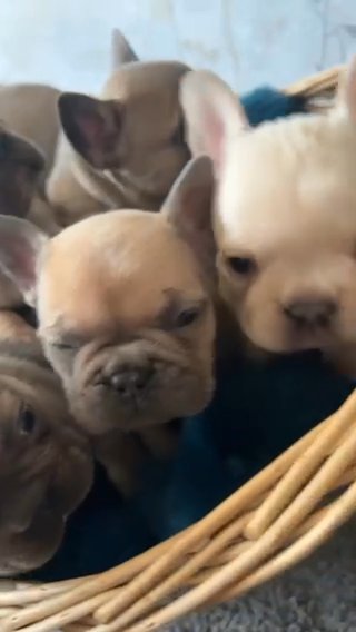 Kc Registered French Bull Dog Puppies Now Reduced