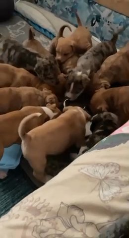 Old English Bulldog puppies